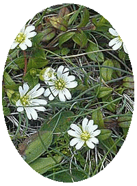 Cerastium Holosteoides