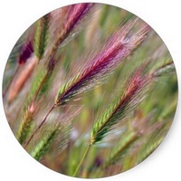 Ceratophyllum Demersum