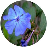 Ceratostigma Willmottianum