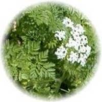 Cicuta Virosa