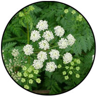Cicuta Virosa