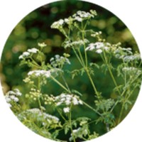 Cicuta Virosa - Conium Maculatum