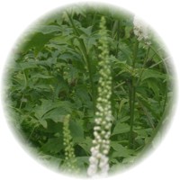 Cimicifuga Racemosa: Actaea