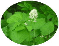 Cimicifuga Racemosa: Actaea