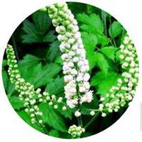 Cimicifuga Racemosa: Actaea