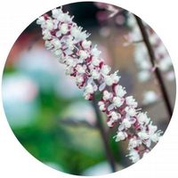 Cimicifuga Racemosa: Actaea