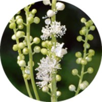 Cimicifuga Racemosa: Actaea