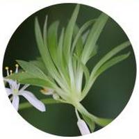 Chlorophytum Comosum