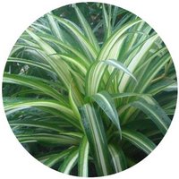 Chlorophytum Borivilianum