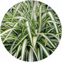 Chlorophytum Borivilianum