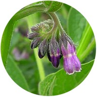 Comfrey -Symphytum Officinale