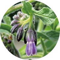 Symphytum Officinale