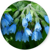 Symphytum Officinale