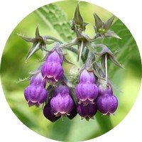 Symphytum Officinale