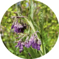 Symphytum Officinale