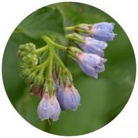 Symphytum Officinale