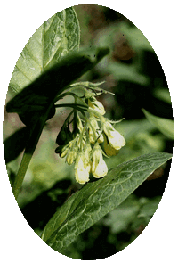 Symphytum Tuberosum