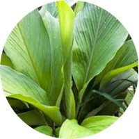 Curcuma