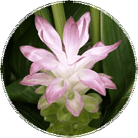 Curcuma