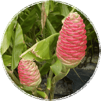 Curcuma Blanca