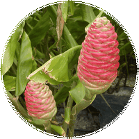 Curcuma Blanca