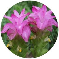 Curcuma Kwangsiensis