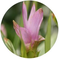 Curcuma Alismatifolia