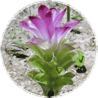 Curcuma Morada