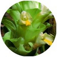 Curcuma Zedoaria