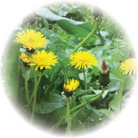 Dandelion - Taraxacum