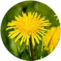 Dandelion - Taraxacum
