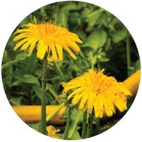 Dandelion - Taraxacum
