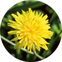 Dandelion - Taraxacum
