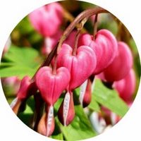 Bleeding Hearts - Dicentra Spectabilis