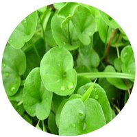 Dichondra Repens
