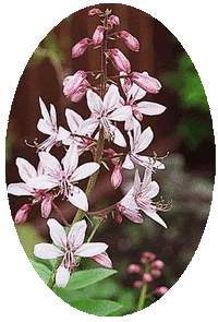 Dictamnus Albus