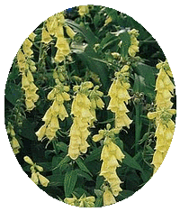 Digitalis Grandiflora