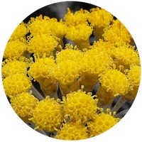 Helichrysum Italicum