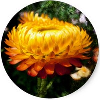 Helichrysum Italicum