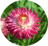 Helichrysum - Everlasting