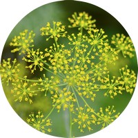 Eneldo - Anethum Graveolens