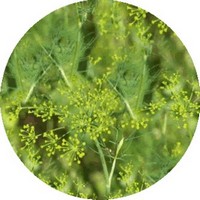 Eneldo - Anethum Graveolens