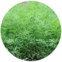 Eneldo - Anethum Graveolens