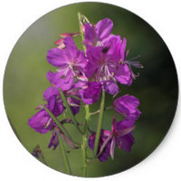 Epilobium Angustifolium