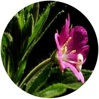 Epilobium Hirsutum