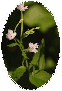 Epilobium Montanum