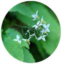 Epimedium Brevicornum