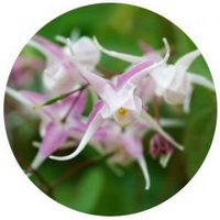 Epimedium Brevicornum