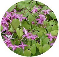 Epimedium Brevicornum