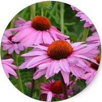 Equinacea - Echinacea Purpurea